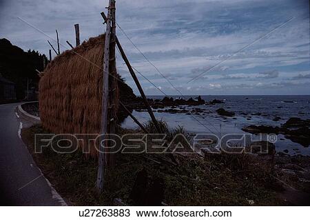 Stock Image - Wall Of Grass Near Beach. Fotosearch