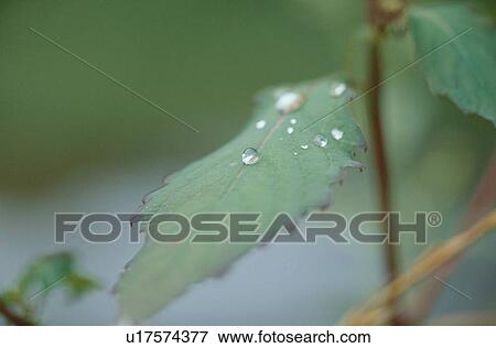 Water Droplets On Leaf Blade View Large Photo Image Stock Photo - Water Droplets On Leaf Blade. Fotosearch
