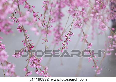 Weeping Cherry Tree View Large Photo Image Stock Image - Weeping Cherry Tree. Fotosearch