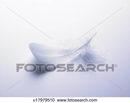 Stock Image - Wings. Fotosearch