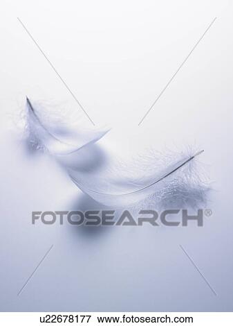 Stock Photo - Wings. Fotosearch