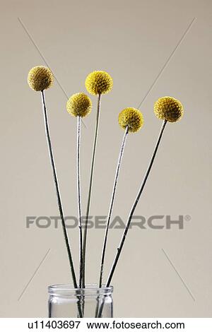 Stock Photo - Yellow ball-shaped flowers. Fotosearch