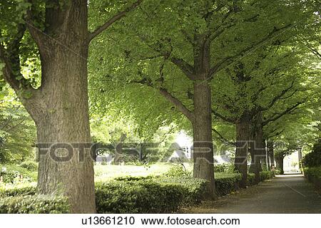 A Fresh Green Street Lined With Trees View Large Photo Image Stock Image - A Fresh Green Street Lined With Trees. Fotosearch