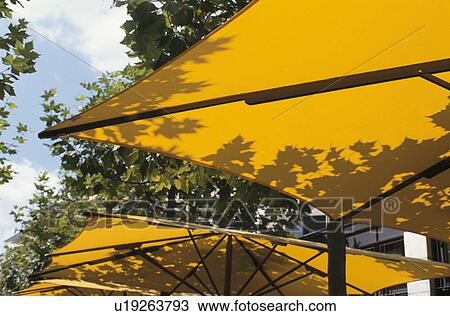 Stock Image - A Grove And A Parasol. Fotosearch