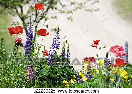 A Lupines And A Poppy View Large Photo Image Stock Photography - A Lupines And A Poppy. Fotosearch