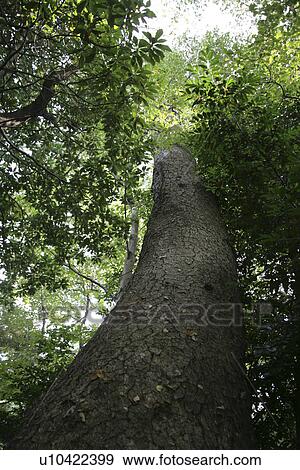 Stock Photo - A Tree From The Low Angle. Fotosearch