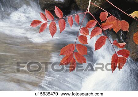 Autumn Leaves And A Mountain Stream View Large Photo Image Stock Image - Autumn Leaves And A Mountain Stream. Fotosearch