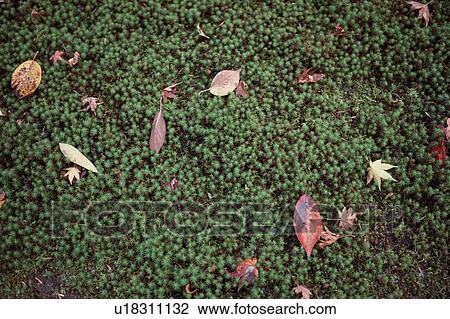 Autumn Leaves On Moss View Large Photo Image Stock Image - Autumn Leaves On Moss. Fotosearch