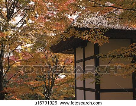 Autumn Leaves View Large Photo Image Stock Photograph - Autumn Leaves. Fotosearch