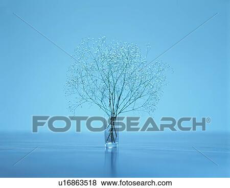 Stock Photo - Baby'S Breath In Vase. Fotosearch