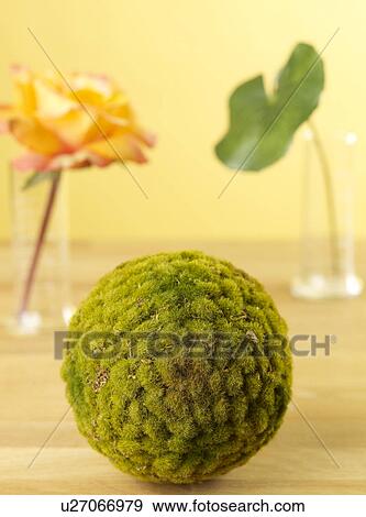 Ball of Moss View Large Photo Image Stock Photo - Ball of Moss. Fotosearch