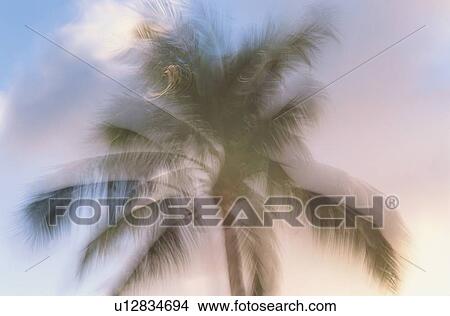 Picture - Blurry Coconut Palm. Fotosearch