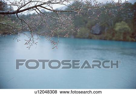 Stock Photo - Branches Near Lake. Fotosearch