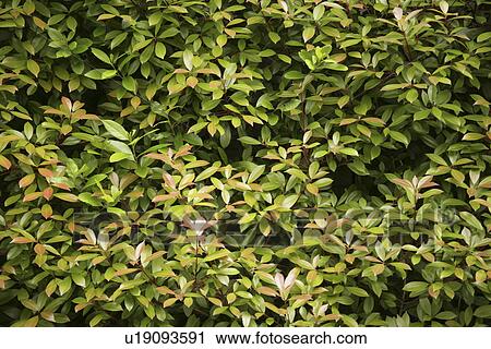Branches View Large Photo Image Stock Image - Branches. Fotosearch