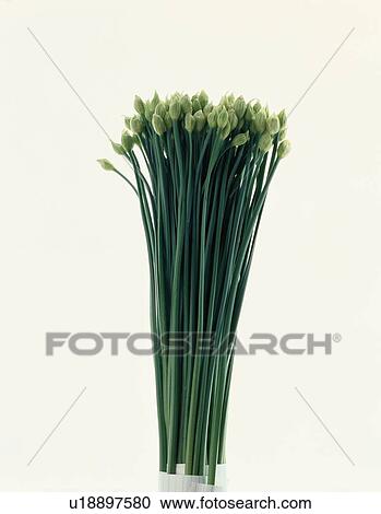 Bunch Of Flower Buds View Large Photo Image Stock Image - Bunch Of Flower Buds. Fotosearch