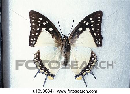 Butterfly View Large Photo Image Stock Photo - Butterfly. Fotosearch
