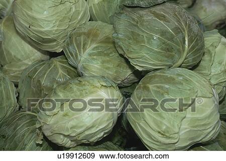 Stock Photo - Cabbage. Fotosearch