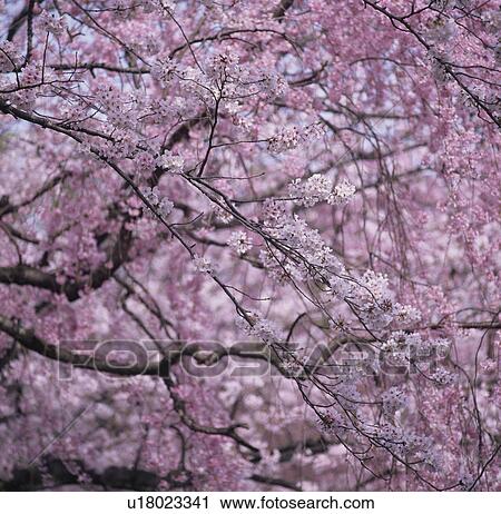 Stock Image - Cherry Blossom. Fotosearch