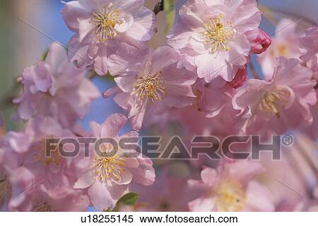 Cherry Blossom View Large Photo Image Stock Photography - Cherry Blossom. Fotosearch