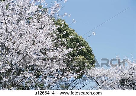 Cherry Tree View Large Photo Image Stock Image - Cherry Tree. Fotosearch