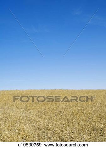 Stock Photo - Clear Sky Over Field. Fotosearch