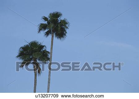 Stock Photo - Coconut Palms. Fotosearch