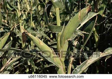 Stock Photography - Corn Plant. Fotosearch