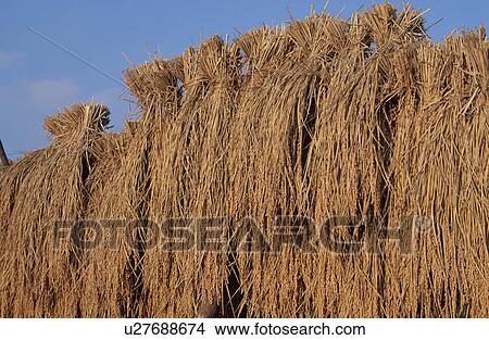 Picture - Drying Rice. Fotosearch