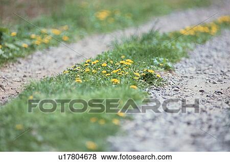 Flowers On Rural Road View Large Photo Image Stock Photo - Flowers On Rural Road. Fotosearch
