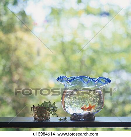Picture - Goldfish Bowl. Fotosearch