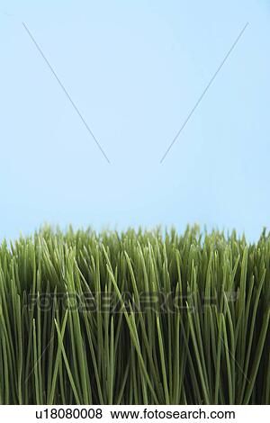 Stock Photo - Grass. Fotosearch