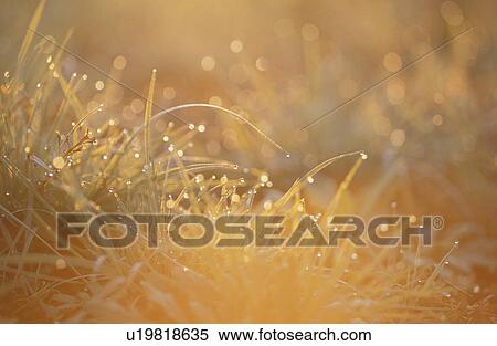 Stock Photography - Grass Which Shines. Fotosearch
