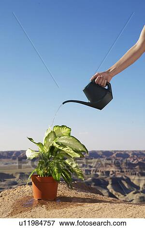 Stock Photo - Hand watering potted plant on cliff. Fotosearch