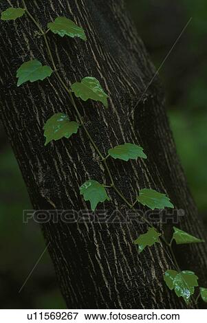 Stock Photo - Ivy. Fotosearch