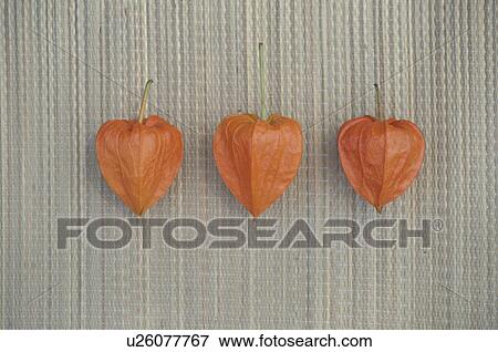 Japanese Lantern Plant View Large Photo Image Stock Photo - Japanese Lantern Plant. Fotosearch