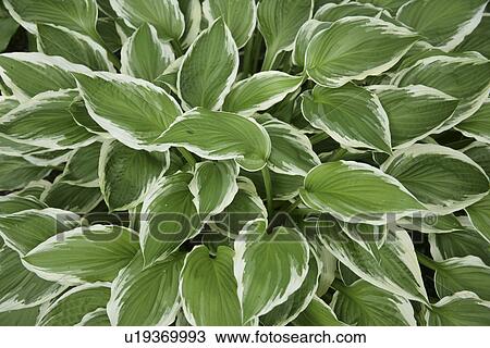 Leaf View Large Photo Image Stock Image - Leaf. Fotosearch