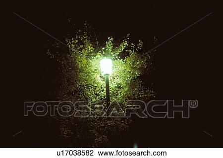 Stock Image - Leafy Branches In Street Light. Fotosearch