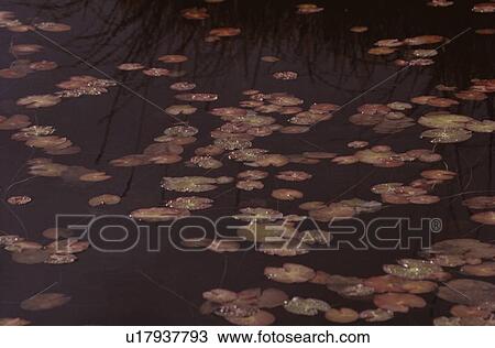 Stock Image - Lotus Leaves In Water. Fotosearch