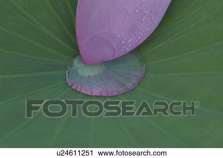 Stock Image - Lotus Petal On Leaf. Fotosearch