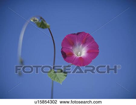 Stock Image - Morning Glory. Fotosearch