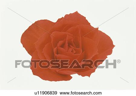Orange Rose View Large Photo Image Stock Photo - Orange Rose. Fotosearch