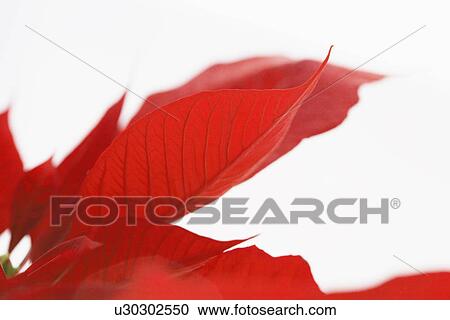 Petals of Poinsettia flower (close-up) View Large Photo Image Stock Image - Petals of Poinsettia flower (close-up). Fotosearch