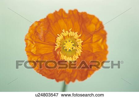 Poppy View Large Photo Image Stock Photo - Poppy. Fotosearch