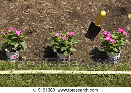 Potted plants and tape measure on grass View Large Photo Image Stock Image - Potted plants and tape measure on grass. Fotosearch