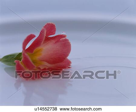 Stock Photo - Red Cut Flower. Fotosearch