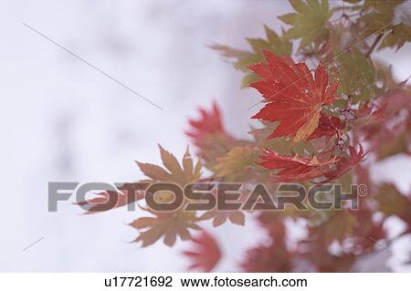 Stock Image - Red Maple Leaves. Fotosearch