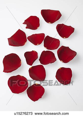 Stock Image - Rose. Fotosearch