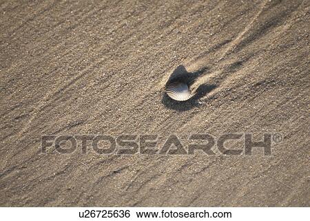 Stock Photograph - Sands And A Shellfish. Fotosearch