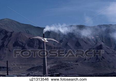 Sea Gull Flying Near Chimneys View Large Photo Image Stock Photograph - Sea Gull Flying Near Chimneys. Fotosearch