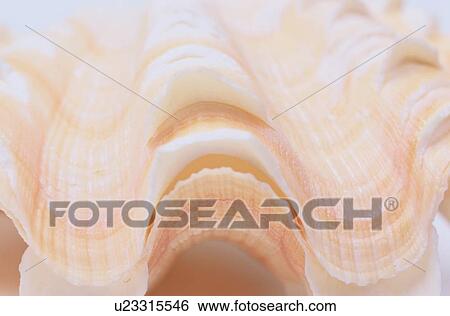 Seashell View Large Photo Image Stock Photograph - Seashell. Fotosearch